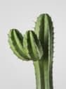 Polaskia chichipe