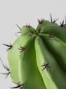 Polaskia chichipe