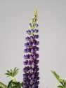 Lupinus polyphyllus