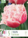 Bulbos de Tulipán 'Queensland'