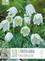 Bulbos de Fritillaria meleagris 'Alba'