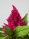 Celosia argentea var. plumosa