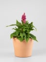 Celosia argentea var. plumosa