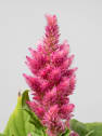 Celosia argentea var. plumosa