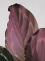 Calathea roseopicta 'Medallion'