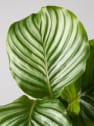 Calathea orbifolia