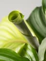 Calathea orbifolia