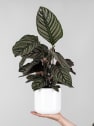 Calathea ornata 'Sanderiana'