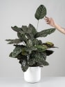 Calathea ornata 'Sanderiana'