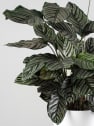 Calathea ornata 'Sanderiana'