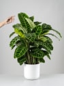 Calathea zebrina