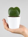 Hoya kerrii doble