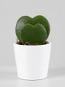 Hoya kerrii doble