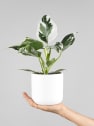 Philodendron erubescens 'White Wizard'