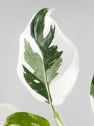 Philodendron erubescens 'White Wizard'