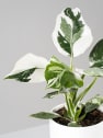 Philodendron erubescens 'White Wizard'