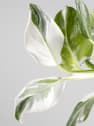 Philodendron erubescens 'White Wizard'