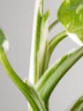 Philodendron erubescens 'White Wizard'
