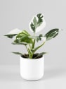 Philodendron erubescens 'White Wizard'