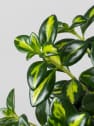 Nematanthus gregarius (Hypocyrta)