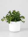 Nematanthus gregarius (Hypocyrta)