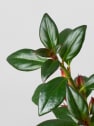 Nematanthus gregarius (Hypocyrta)