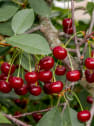 Cerezo Guindo 'Garrafal' (Prunus cerasus)