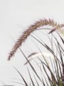Gramínea Pennisetum 'Summer Samba'