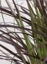 Gramínea Pennisetum 'Summer Samba'