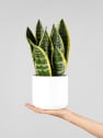 Sansevieria trifasciata 'Futura Superba'