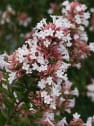 Abelia chinensis 'Autumn Festival'