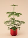 Araucaria Mini