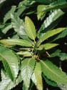 Castaño (Castanea Sativa)