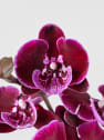 Orquídea Phalaenopsis 'Benny Lembongan'