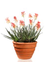 Aloe 'Safari Sunrise'