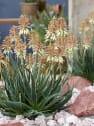 Aloe 'Safari Sunrise'