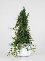 Ficus pumila