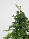 Ficus pumila
