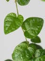 Ficus pumila