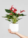 Anthurium 'Banderola Roja'