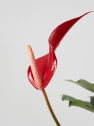Anthurium 'Banderola Roja'