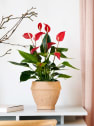 Anthurium 'Banderola Roja'