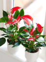 Anthurium 'Banderola Roja'