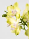 Orquídea Phalaenopsis Multiflora amarilla
