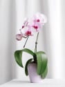 Orquídea Phalaenopsis 'Swan' rosa