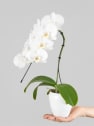 Orquídea Phalaenopsis 'Swan' blanco