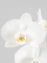 Orquídea Phalaenopsis 'Swan' blanco