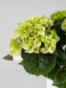 Hortensia de Interior blanca