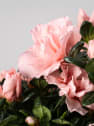 Azalea Hortinno Christine® Matton