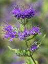 Caryopteris × clandonensis 'Kew Blue'
